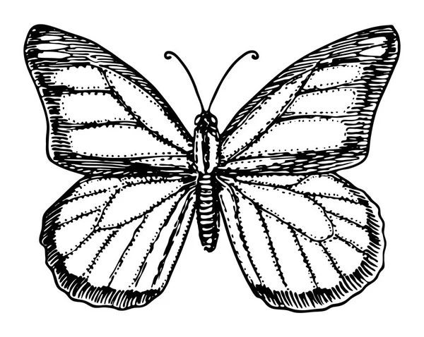 Monarch kelebek veya vahşi böcek. Mistik sembol veya böcekbilime özgürlük. Oyma el çekilmiş vintage kroki düğün kartı veya logo için. Vektör çizim. Eklem bacaklılar hayvan. — Stok Vektör