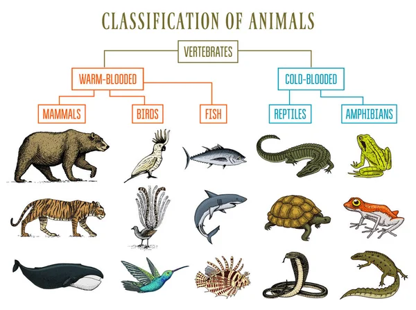 Animal kingdom diagram Vector Art Stock Images | Depositphotos Animal kingdom diagram Vector Art Stock Images | Depositphotos