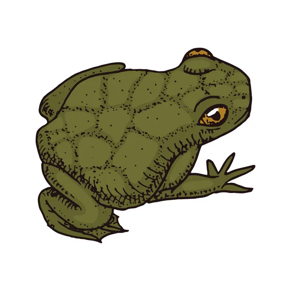 Anuran, hoptoad oder toad. tropische Amphibien. Wildtier. eingravierte Handzeichnung in alter Vintage-Skizze. Vektorillustration. — Stockvektor