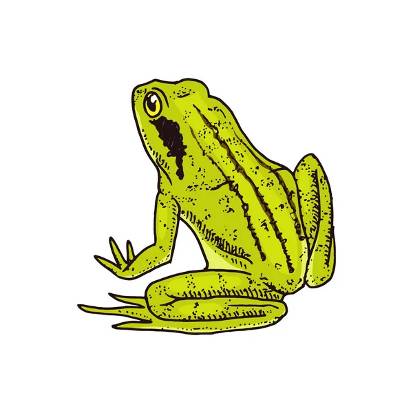 Heikikker. Tropische wormsalamanders. Wilde dieren. Gegraveerde hand getrokken in oude vintage schets. Vectorillustratie. — Stockvector