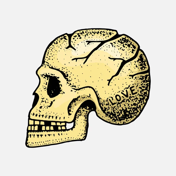 Crânio humano anatómico. Esqueleto da cabeça. Arte de tatuagem de moda para meninas. Mão gravada desenhada em esboço vintage antigo. Ilustração surreal vetorial, emblemas, impressão para t-shirt . —  Vetores de Stock