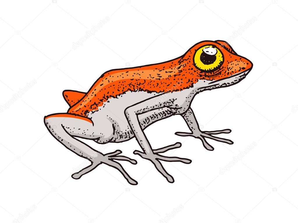 Cute Orange frog. Tropical Amphibian. Wild animal. Engraved hand drawn in old vintage sketch. Vector illustration.