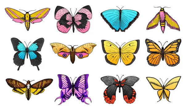 Sada barevný motýl nebo volně žijících můr hmyz. Mystické nebo entomologické symbol svobody. Gravírované ručně tažené vintage skica pro svatební přání. Vektorové ilustrace. Členovců zvíře. — Stockový vektor