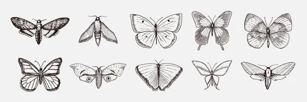 나비 또는 야생 나 방 곤충의 컬렉션입니다. 신비로운 기호 또는 자유의 곤충학. 웨딩 카드 또는 로고 새겨진된 손으로 그린된 빈티지 밑그림. 벡터 일러스트입니다. Arthropod 동물. — 스톡 벡터