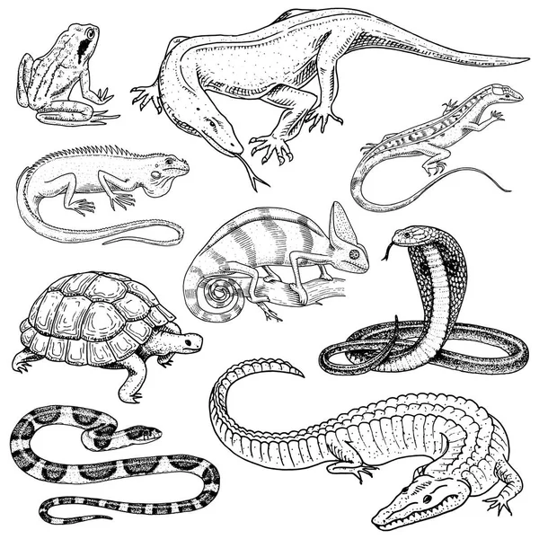 Conjunto de répteis e anfíbios. Crocodilo selvagem, jacaré e cobras, lagarto monitor, camaleão e tartaruga. Animal de estimação e animal tropical. Mão gravada desenhada em esboço vintage antigo. Ilustração vetorial . — Vetor de Stock