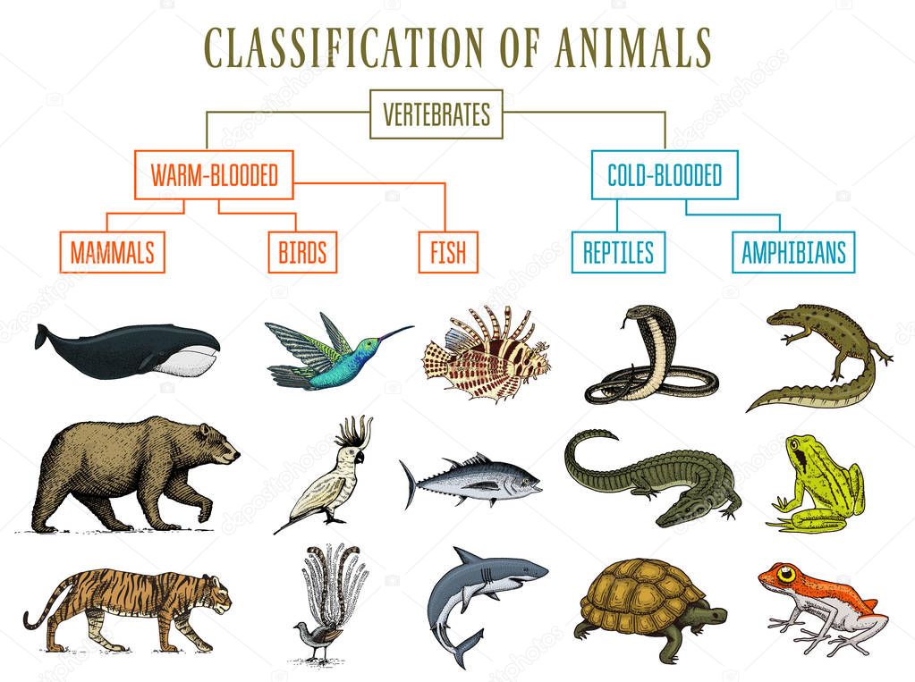 Clasificación De Animales Reptiles Anfibios Mamíferos Aves Cocodrilo