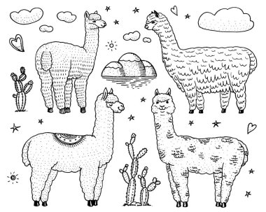 Şirin alpaka Llamas veya arka planda kaktüs ve dağ vahşi çok kümesidir. Kartları, afiş, davetiye, t-shirtler için komik gülümseyen hayvan Peru. El öğeleri çekilmiş. Oyulmuş kroki.