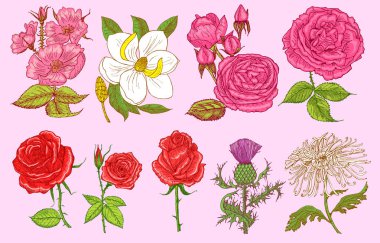 Bahçe veya bahar bitki botanik çiçek düğün kümesi. Aster, tomurcukları, peonies ve gül, nergis ile dahlia. Vektör çizim. oyma el kartı için eski vintage de çekilmiş.