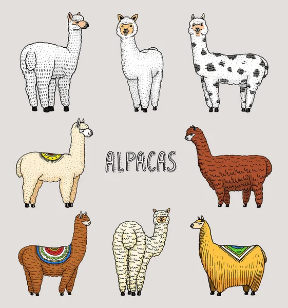 Conjunto de lindas Llamas Alpaca o guanaco salvaje en el fondo de Cactus y montaña. Animales sonrientes divertidos en Perú para tarjetas, carteles, invitaciones, camisetas. Elementos dibujados a mano. Esbozo grabado . — Archivo Imágenes Vectoriales