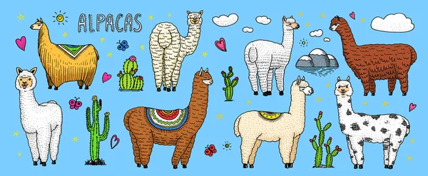 Conjunto de lindas Llamas Alpaca o guanaco salvaje en el fondo de Cactus y montaña. Animales sonrientes divertidos en Perú para tarjetas, carteles, invitaciones, camisetas. Elementos dibujados a mano. Esbozo grabado . — Archivo Imágenes Vectoriales