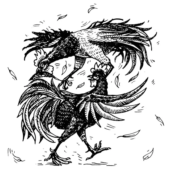 Hahnenkampf oder Gamecocks. Vogelsport auf dem Bauernhof. handgezeichnete gestochene Skizze. Haustiere im Vintage-Stil. zwei Hähne auf weißem Hintergrund. Vektorillustration. — Stockvektor