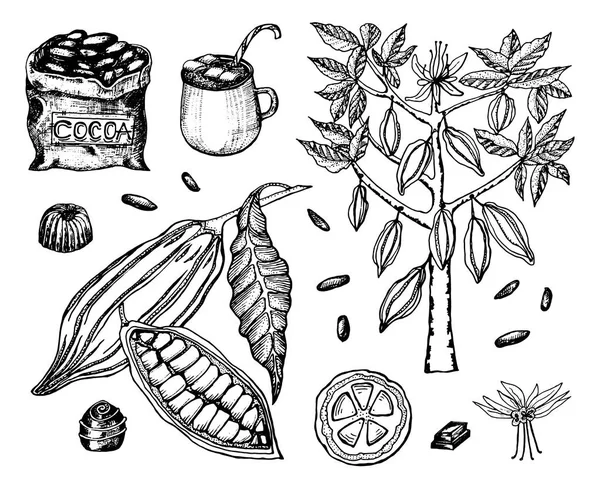 Haricots de cacao et chocolat chaud. Produit biologique naturel. Graines de fruits sur la plantation. Fruits mûrs, arbre et un vieux sac avec des produits agricoles. illustration vectorielle mignonne à la mode . — Image vectorielle