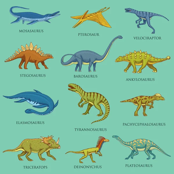 Zestaw dinozaury, głowonogi. Prehistoryczne gady, wyryty ręcznie rysowane vintage szkicu. Piktogramy kolekcji. Tyrannosaurus rex, Triceratops, brontozaura, Velociraptor, Triceratops, Stegozaur. — Wektor stockowy