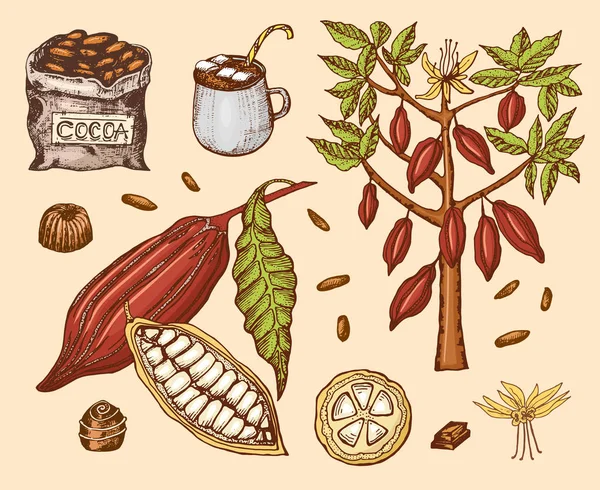 Какао-бобы и горячий шоколад. Натуральный органический продукт. Семена плодов на плантации. Дерево и старая сумка с сельскохозяйственной продукцией. модная милая векторная иллюстрация . — стоковый вектор
