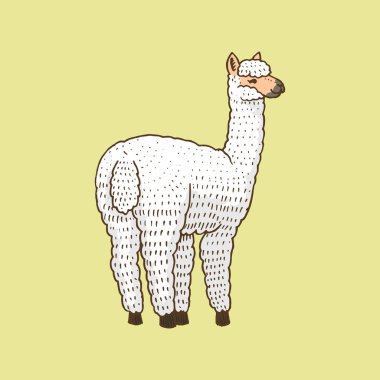 Şirin alpaka Llamas veya vahşi çok komik gülümseyen hayvanlarda Peru kartı poster davet için arka plan üzerinde tişört. El öğeleri çekilmiş. Oyulmuş kroki.
