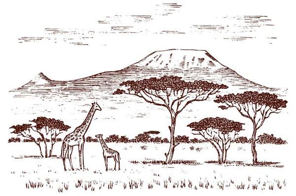 Paesaggio africano d'epoca. Safari e giraffe selvatiche. Montagna Kilimangiaro a Savannah. Animali inciso a mano disegnato vecchio schizzo monocromatico per l'etichetta . — Vettoriale Stock