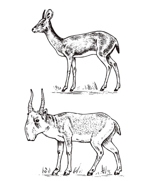 Africká divoká antilopa, jelen nebo doe. Saiga a dik-dik. Zvíře v safari. Vintage savec, ryté ručně tažené staré černobílé skici pro label. — Stockový vektor
