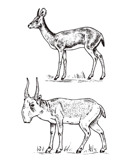 Antílope selvagem africano, veado ou corça. Saiga e dik-dik. Um animal num safari. Mamífero vintage, gravado à mão desenhado velho esboço monocromático para etiqueta . —  Vetores de Stock