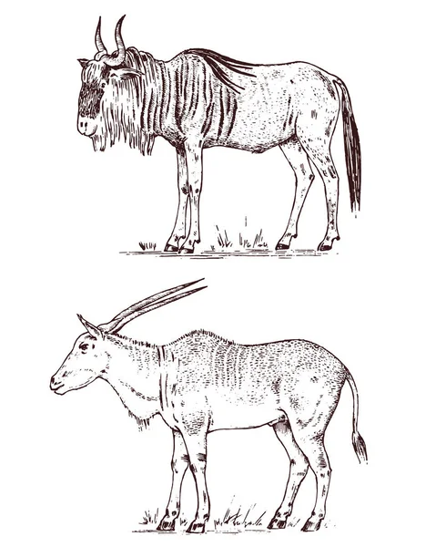 Дикі африканські антилопи, олені або Доу. Гну блакитний gnu і антилопа Канна. Тварина в сафарі. Урожай ссавців, Engraved руки звертається старі монохромний ескіз до етикетці. — стоковий вектор