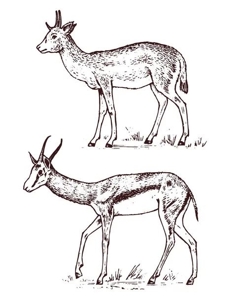 Antílope salvaje africano, ciervo o ciervo. Duiker y springbok. Un animal en un safari. Mamífero Vintage, grabado a mano dibujado viejo boceto monocromo para la etiqueta . — Archivo Imágenes Vectoriales