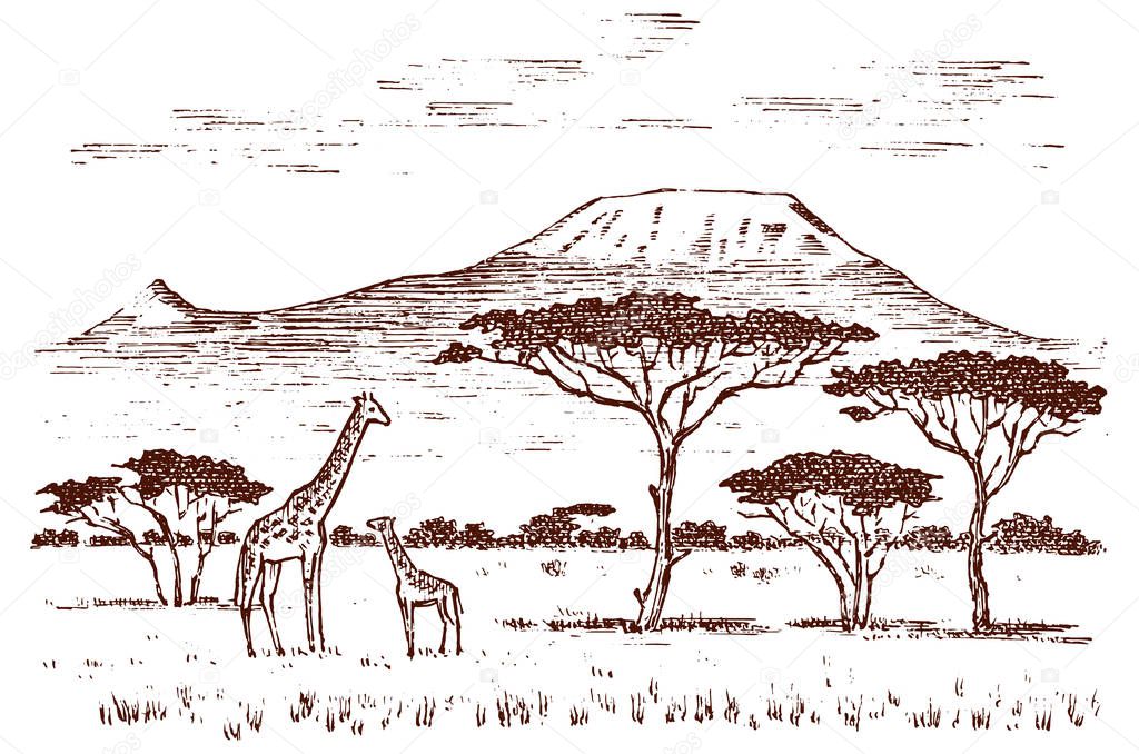 Vintage African landscape. Safaris and wild giraffes. Kilimanjaro mountain in Savannah. Animals engraved hand drawn old monochrome sketch for label.