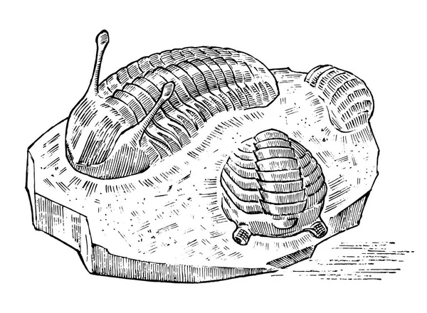 Espécimen trilobite preservado. Fragmento fósil, esqueleto de animal muerto prehistórico en piedra. Arqueología o paleontología. grabado a mano dibujado viejo boceto vintage. Ilustración vectorial . — Vector de stock