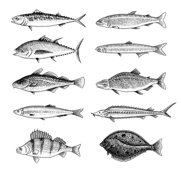 Akarsu balığıdır. Levrek veya bas, deniz ürünleri için belgili tanımlık yemek listesi. Scomber veya uskumru, beluga ve Mersin balığı, göl. Deniz yaratıkları. Tatlı su akvaryum. Oyulmuş elle çizilmiş eski vintage kroki. Vektör çizim. — Stok Vektör