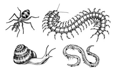 Böcekler büyük kümesi. Böcek böcekler salyangoz, solucan kırkayak karınca Scolopendra dövme. Vintage Pets içinde ev. Oyulmuş vektör çizim.