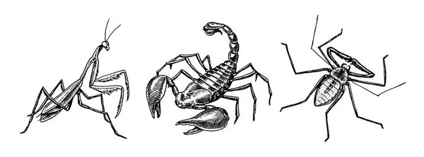 Grote reeks van insecten. Scorpion zweep Zweepspinnen Spider Mantis Tattoo. Vintage huisdieren in huis. Gegraveerde insecten kevers. Vectorillustratie. — Stockvector