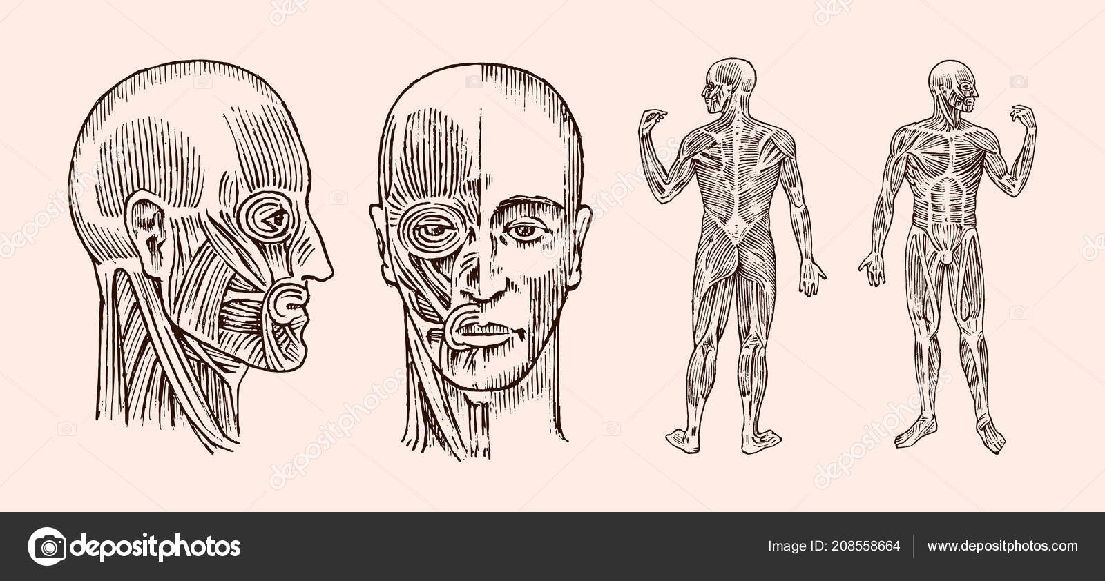 Human anatomy. Muscular and bone system of the head. Medical Vector
