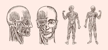 İnsan anatomisi. Kas ve kemik sistemi baş. Bilim, tıp ve biyoloji tıbbi vektör çizim. Erkek yüz hakketmek çizilmiş eski tek renkli Vintage kroki ver. Ön ve profil görünümü.