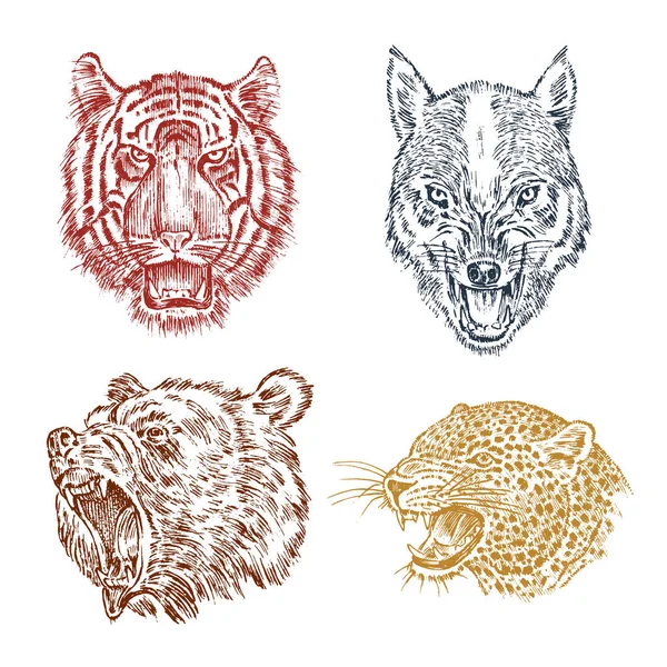 O rosto de urso pardo, leopardo e onça-pintada. Retrato do lobo. Mandíbulas do tigre. Cabeça de animal selvagem. Rugido furioso de um predador. Distintivo ou emblema. Gravado mão desenhada esboço Vintage . — Vetor de Stock