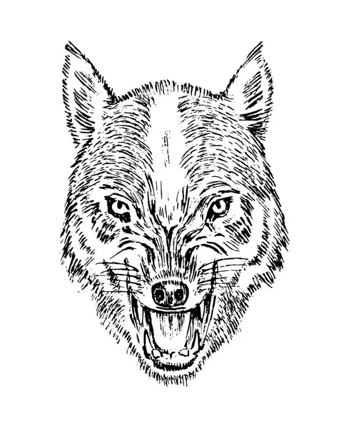 Portret van wolf. Hoofd en een wild dier. Boos gebrul van een roofdier. Hond gezicht. Badge of embleem vectorillustratie. Gegraveerde hand getrokken oude zwart-wit Vintage schets. — Stockvector