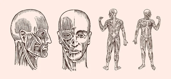 Anatomía humana. Sistema muscular y óseo de la cabeza. Ilustración de vectores médicos para ciencia, medicina y biología. Cara masculina Grabado a mano dibujado viejo monocromo Vintage sketch. Vista frontal y perfil . — Archivo Imágenes Vectoriales