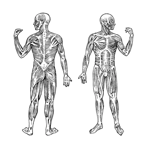 Människans anatomi. Muskel och ben system. Manliga kroppen vektorillustration för vetenskap, medicin och biologi. Muskulatur Engraved handen ritade gamla svartvita Vintage skiss. Främre och bakre vy. — Stock vektor