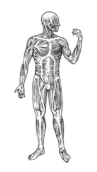 Anatomi manusia. Sistem otot dan tulang. Ilustrasi Vektor tubuh laki-laki untuk ilmu pengetahuan, kedokteran dan biologi. Otot-otot dan organ-organ Tangan yang terukir menggambarkan sketsa kuno Monokrom Vintage. Tampilan anterior . - Stok Vektor