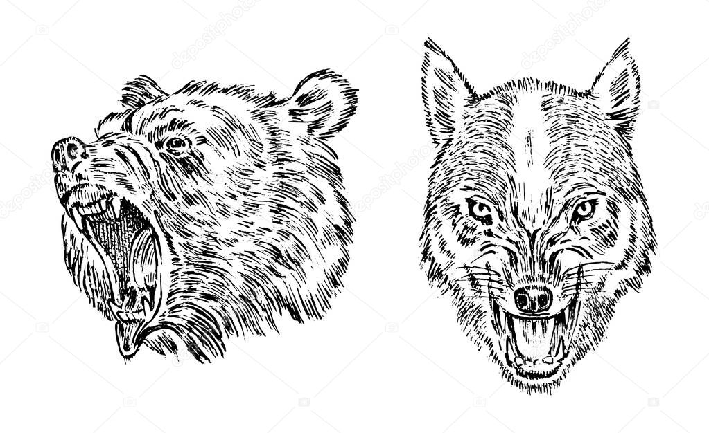 Portrait of Grizzly Bear. The face of the forest wolf. Head of a wild animal. angry roar of a predator. Badge or emblem Vector illustration. Engraved hand drawn old monochrome Vintage sketch.