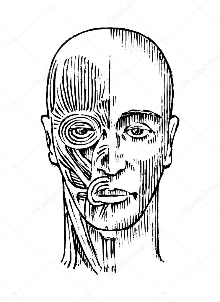 Human anatomy. Muscular and bone system of the head. Medical Vector illustration for science, medicine and biology. Male face Engraved hand drawn old monochrome Vintage sketch. Front view.
