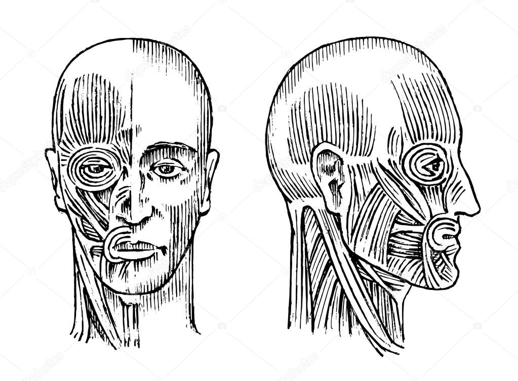 Human anatomy. Muscular and bone system of the head. Medical Vector illustration for science, medicine and biology. Male face Engraved hand drawn old monochrome Vintage sketch. Front and Profile view.