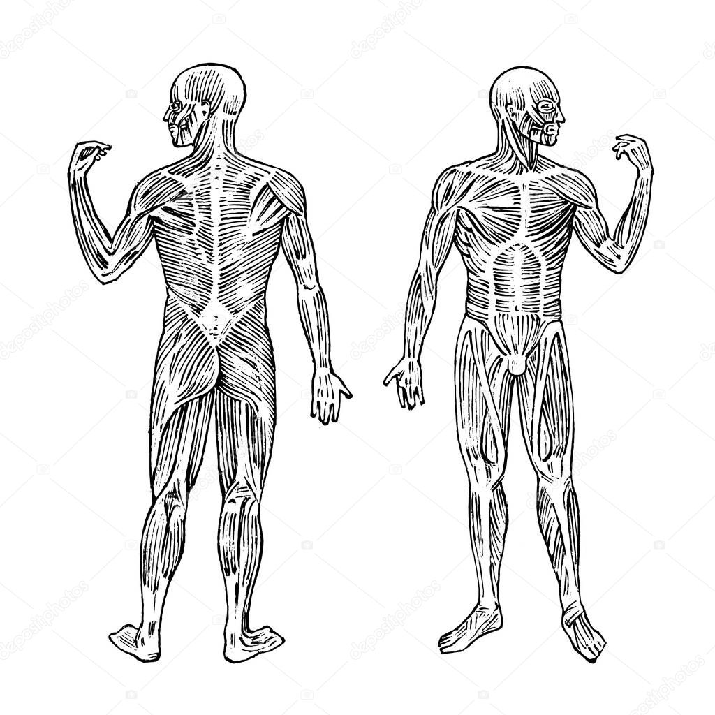 Human anatomy. Muscular and bone system. Male body Vector illustration for science, medicine and biology. Musculature Engraved hand drawn old monochrome Vintage sketch. Anterior and posterior view.