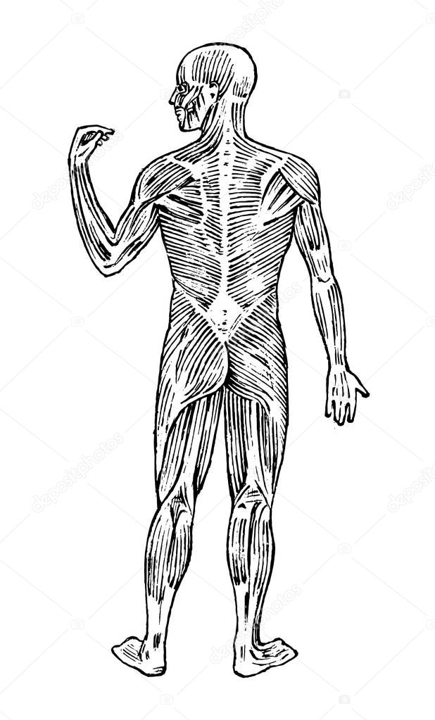 Human anatomy. Muscular and bone system. Male body Vector illustration for science, medicine and biology. Musculature and organs Engraved hand drawn old monochrome Vintage sketch. Posterior view.