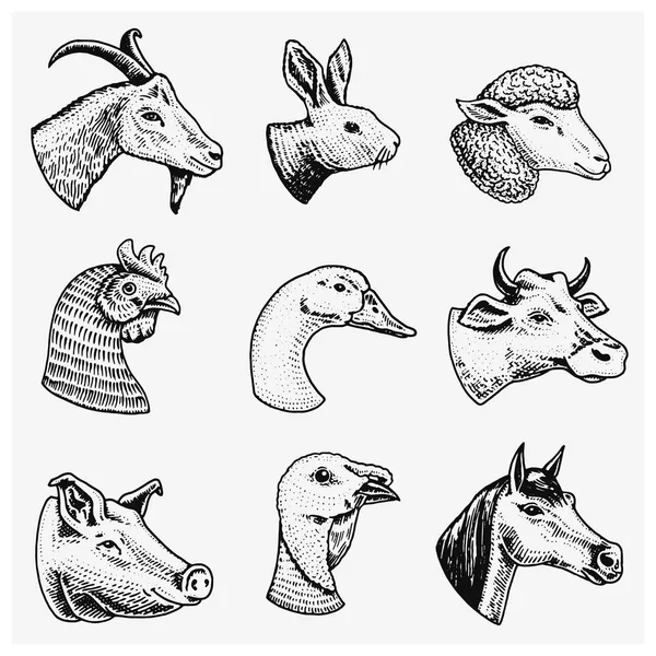 Animais de quinta. Cabeça de um cavalo doméstico porco cabra vaca alpaca llama coelho ovelhas. Logotipos ou emblemas para tabuleta. Conjunto de ícones para o menu. mão gravada desenhada em estilo antigo esboço vintage . — Vetor de Stock