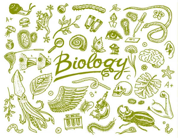 Wissenschaftliches Labor in der Biologie. Symbolsatz der biochemischen Forschung. Lebewesen Organismen Moleküle. Medizin in der Schule. Bildung und Wissenschaft. gravierte Hand im alten Skizzenstil gezeichnet. — Stockvektor