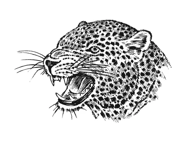 Leopardo selvatico giapponese. Ritratto gatto asiatico. profilo della testa o del viso. Disegno del tatuaggio. Inciso disegnato a mano in vecchio schizzo vintage. Illustrazione surreale vettoriale, badge, stampa per t-shirt . — Vettoriale Stock