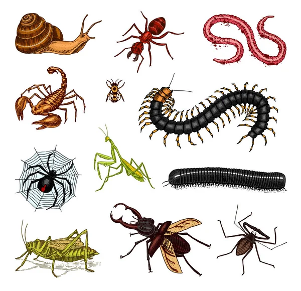 昆虫の大きなセット。ビンテージのペットは家の中。カブトムシ サソリ カタツムリ、鞭クモ、ワーム ムカデ アリ バッタ、カマキリ蜂のバグします。Amblypygi、Lucanus cervus、ムカデを Julida。刻まれたベクトル図 — ストックベクタ