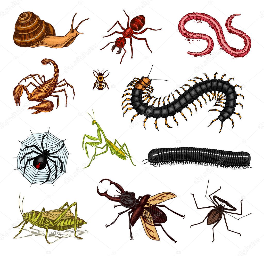 Big set of insects. Vintage Pets in house. Bugs Beetles Scorpion Snail, Whip Spider, Worm Centipede Ant Locusts, Mantis Bee. Amblypygi, Lucanus cervus, Scolopendra Julida. Engraved Vector illustration