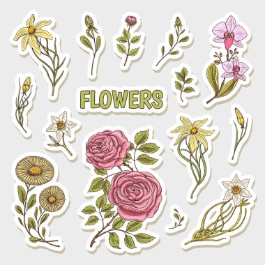 Çiçekler çıkartmaları kümesi. Düğün Botanik Bahçesi veya bitki. Vektör çizim. oyulmuş elle çizilmiş eski Victoria kroki. gül yaprakları ve tomurcukları, ot Tıbbi papatya nergis orkide lily ile.
