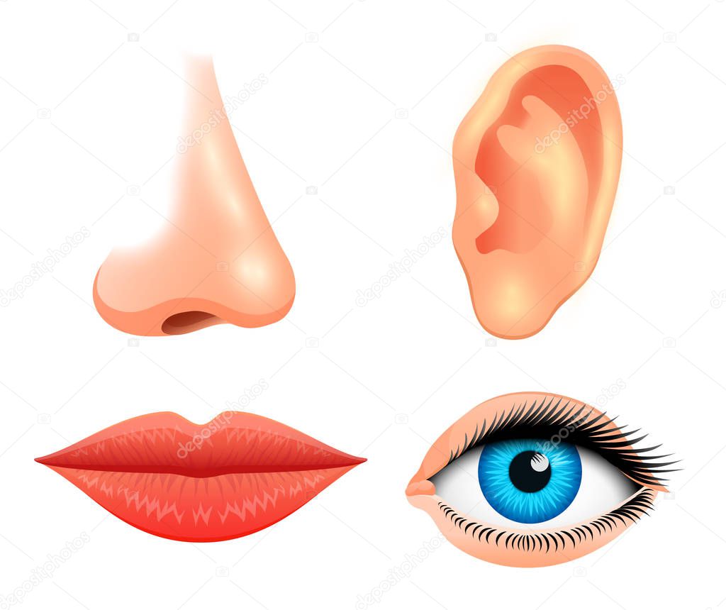 Human biology, sensory organs, anatomy illustration. face detailed kiss or lips, nose and ear, eye or view. set medical science or healthy man. vision, hearing, taste, smell, touch, look, europeoid.