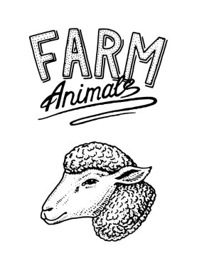 Çiftlik hayvanı. Baş bir yerli kuzu veya koyun. Logo veya amblem tabela için. Menü simgesini. oyulmuş elle çizilmiş eski kroki vintage tarzı.