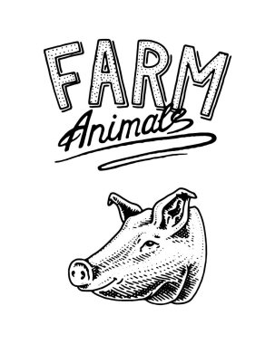 Çiftlik hayvanı. Aile içi domuz domuz eti Başkanı. Logo veya amblem tabela için. Menü simgesini. oyulmuş elle çizilmiş eski kroki vintage tarzı.